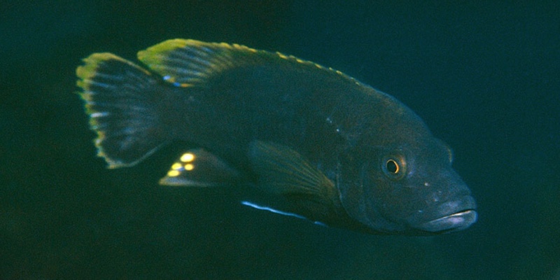 Melanochromis melanopterus 'Taiwanee Reef'
